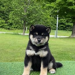 Akita and Shiba Inu Puppies from Day Dream Shiba Inu’s