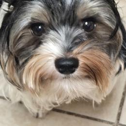 Bumbu akc - Biewer Terrier
