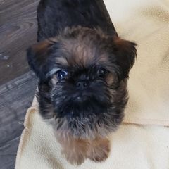 Brussels Griffon Puppies from Jeanette Williams