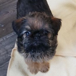 Brussels Griffon Puppies from Jeanette Williams