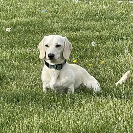 Remi - Dachshund