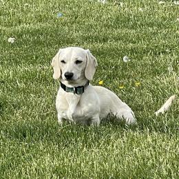 Remi - Dachshund