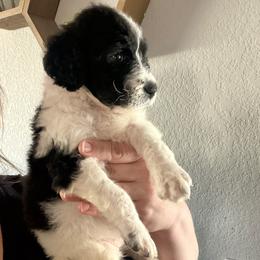 Goldendoodle Puppies from Fiala Goldendoodles