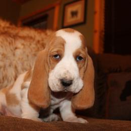 Mae - Lemon and white female Basset Hound puppy in Missouri from Clevenger Farms