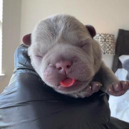 Romeo - Blue male French Bulldog puppy in League City, Texas from Baby Bear Frenchies