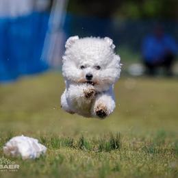 Remy - White male Bichon Frise puppy in Rome, Georgia from Southern Sands Bichons