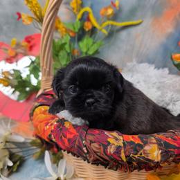 Ella - Black female Shih Tzu puppy in Green Bay, Wisconsin from Kim's Shih Tzus