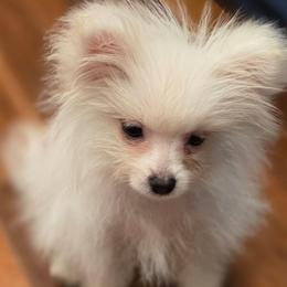 Puff Bunny 760 960-2619 - Cream male Pomeranian puppy in El Centro, California from BabyBooPoms