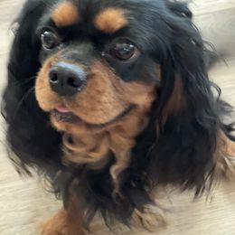 Quill - Cavalier King Charles Spaniel