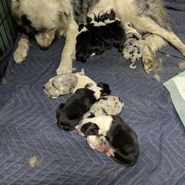 Australian Shepherd and Great Dane Puppies from AEW Farm