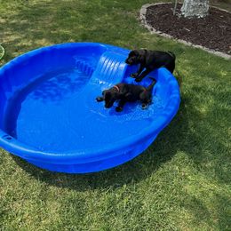 Labrador Retriever Puppies from Hunter’s Moon Retrievers