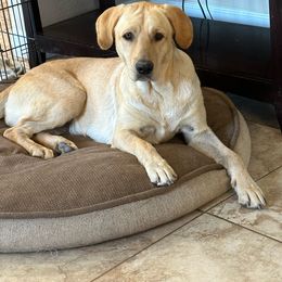 Chloe - Labrador Retriever
