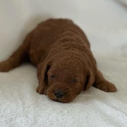 Cranberry - Red  female Poodle puppy in Dayton, Texas from Wolfe Island Poodles