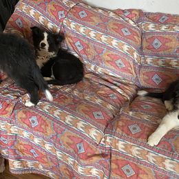 Border Collie Puppies from Luna Border Collies