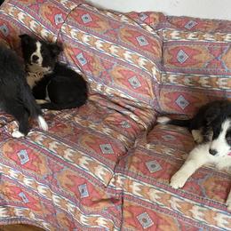 Border Collie Puppies from Luna Border Collies