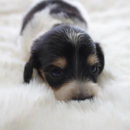 Marshal - Black and cream male Dachshund puppy in Morrow, Ohio from Courtney’s Colorful Doxies