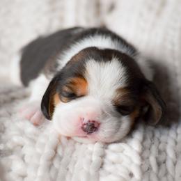 Blythe - Black tan and white female Beagle puppy in Caldwell, Ohio from Folklore Kennel