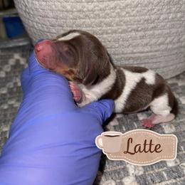 Girl 1 - Piebald female Dachshund puppy in Deming, New Mexico from FoxieDoxies of New Mexico