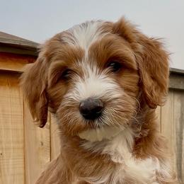 Wyatt - Red  male Goldendoodle puppy in Belgrade, Montana from Best Friend Doodles