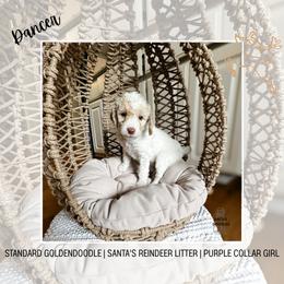 Dancer - Parti female Goldendoodle puppy in Montgomery, Texas from Dacus Doodles