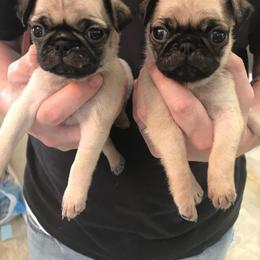 Bulldog, French Bulldog, and Pug Puppies from Royal destiny kennels