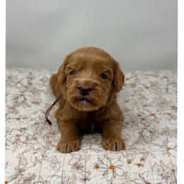 Ruby - Caramel female Australian Labradoodle puppy in Sacramento, California from Little Farmstead Labradoodles