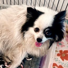 Elsa - Pomeranian
