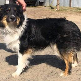 Jack - Australian Shepherd