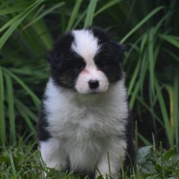 Girl 3 - Black tri-color female Australian Shepherd puppy in Pilot, Virginia from Obsidian Australian Shepherd