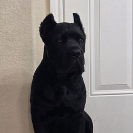 El Jefe - Cane Corso