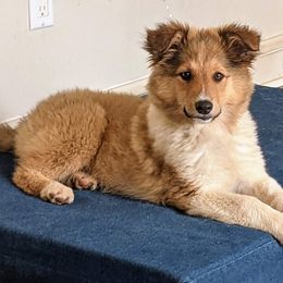 Old Time Scotch Collies from Chicken of the Woods Farm