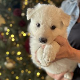 Purple Female - White female Berger Blanc Suisse puppy in Brooksville, Florida from Vom Hundhaus Shepherds