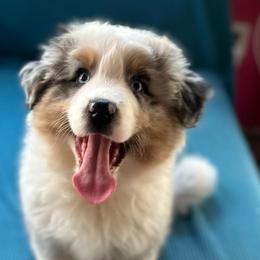 Hooshang - Blue merle male Australian Shepherd puppy in Martha’s Vineyard, Massachusetts from Cranberry Hill Aussies