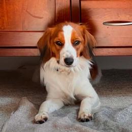 Hannie - Nederlandse Kooikerhondje