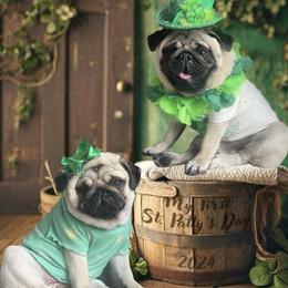 Bulldog and Pug Puppies from Love that bulldog lewter family