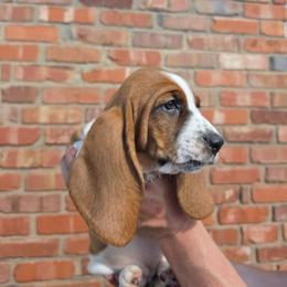 Nora - Mahogany and white female Basset Hound puppy in Bellaire, Ohio from Blessed Bassets