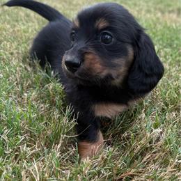 Mulan - Black and tan female Dachshund puppy in Rogers, Arkansas from Mini Paws Over the Moon Dachshunds