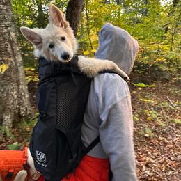 Berger Blanc Suisse Puppies from Nasha Comanda White Swiss Shepherds