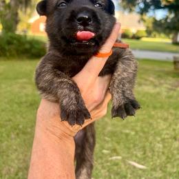 Male 6 - Black brindle male Dutch Shepherd puppy in Raceland, Louisiana from Fontana Farm