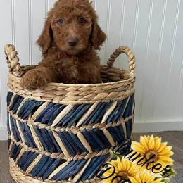 Goldendoodle Puppies from Bunker Doodles