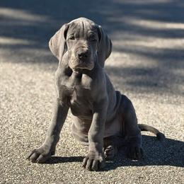 Bramble - Blue female Great Dane puppy in Beulah, Michigan from Northwood Euro Danes and Bassets