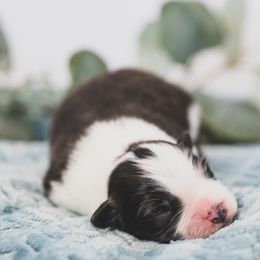 Boy 2 - Border Collie puppy in Templeton, California from Skyward Farms