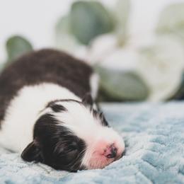 Boy 2 - Border Collie puppy in Templeton, California from Skyward Farms
