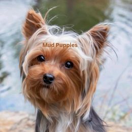 Henry - Yorkshire Terrier