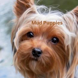 Henry - Yorkshire Terrier