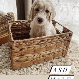 Goldendoodle Puppies from Samara Farms