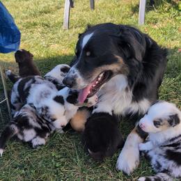 Australian Shepherd Puppies from Blosenski Aussies