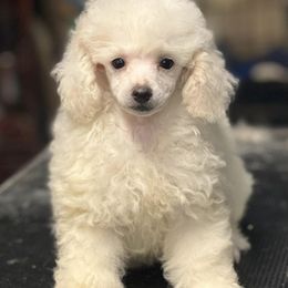 Poodles from Southern Paw Toy Poodles