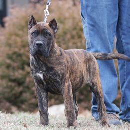 Red Collar - Tiger male Perro de Presa Canario puppy in Pocahontas, Illinois from Cabeza Grande Kennel