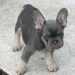 Tucker - Tricolors male French Bulldog puppy in Palm Coast, Florida from Calypso Island French Bulldogs